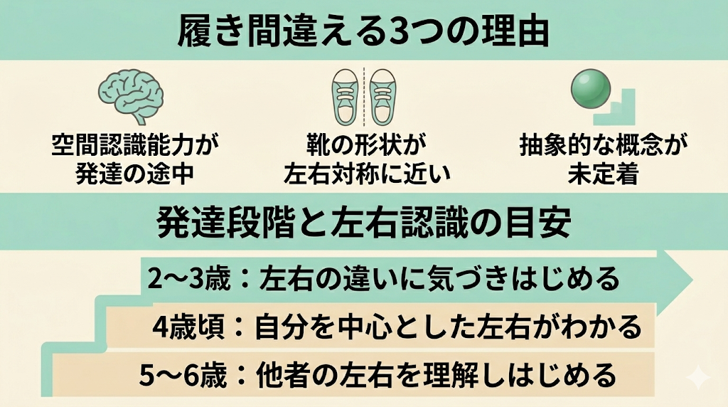 ◆幼児が靴を左右で履き間違えてしまう3つの理由の概要図